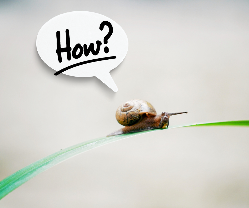 Snail on a blade of grass saying "how?"